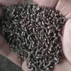 pure organic black austrilian wheat