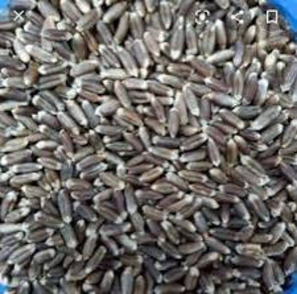 pure organic black austrilian wheat 3