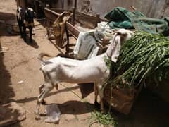 qurbani