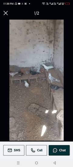 pigun mix jngli bhi him sada bhi sary akhty seel krny him 20 him total