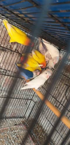 lovebirds