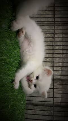 PERSIAN KITTENS FOR SALE