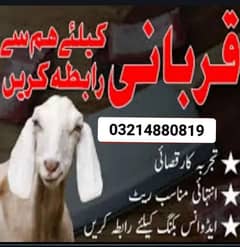 qasai available Sirf lahore