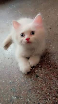 Persian kitten