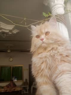 persian male cat tripple coated