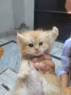 cats baby
