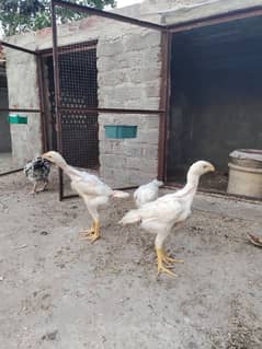 White oh shamo chicks 1 month old 2 month old also available