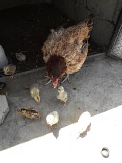 Aseel hen with chicks