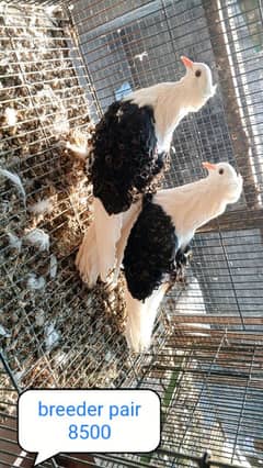 fancy pigeon | kabutar| Jacobin|  frillback saddle | amarican fantail|
