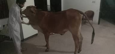 Cow for sale