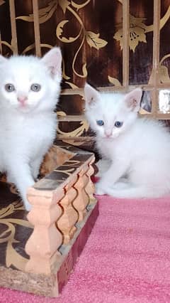 Persian cat kitten 2 female 26 Day old