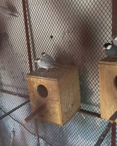 Java setup for sale with cage