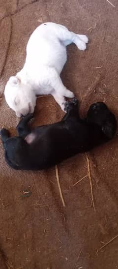 puppy lebra dog for sale 03144773535