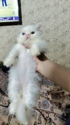 pure peki face male