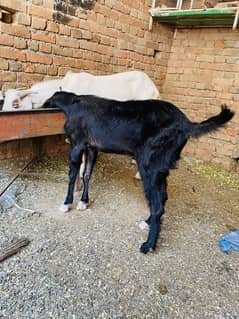 3 Bakry for sale