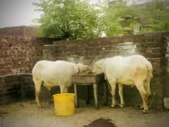 Mundray Chatray 2