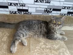 female purshion cat