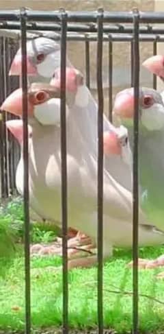 All