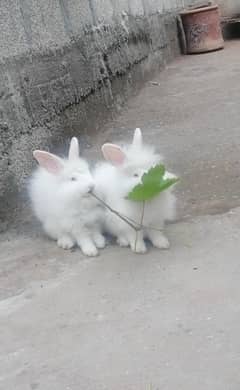 English Angora Rabbit Pair for Sale – 6 Months Old