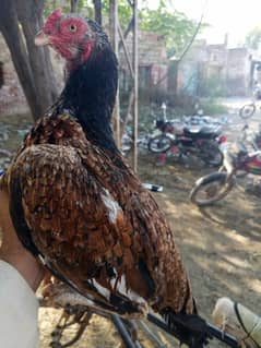 mianwali