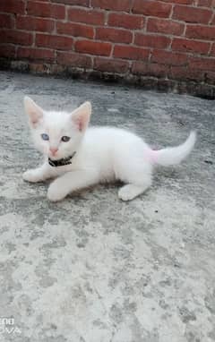 babycat