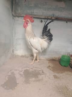 Desi murga for sale