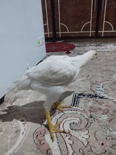 Indian