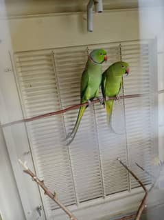 Ringneck pair Available with full history