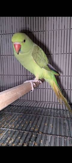 green ring neck female age around 1.5 year.