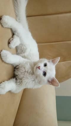 Persian