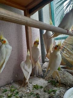 cocktail breeder pair