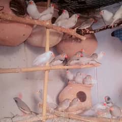 Zebra Finch Breeders first breeding stat Bengals Finch