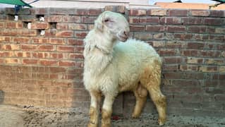 bakra 280 ki jori