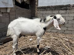 Bakra