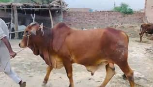 Qurbani bull | Bachra | sahiwal bull | desi | Wehra | بچرا