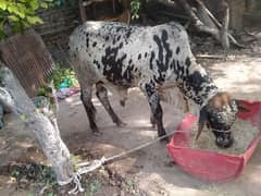 qurbani Ka janwar 2 dant