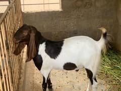 bakra