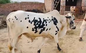 Qurbani