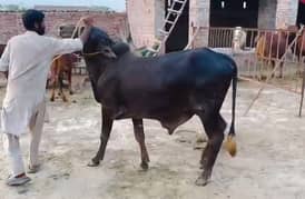 Qurbani bull | Bachra | sahiwal bull | desi | Wehra | بچرا