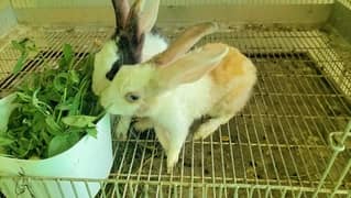 Rabbits Beautiful And Friendly Pair Healthy And Active