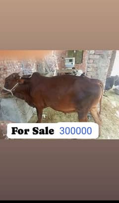 Qurbani ky Janwar wachy