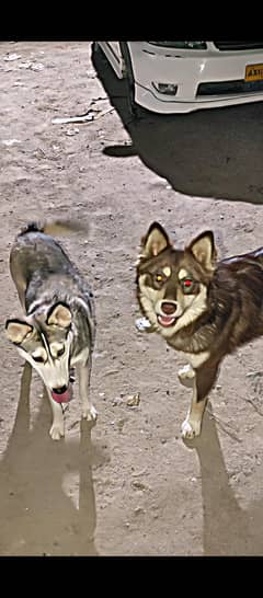 brown male black and white female