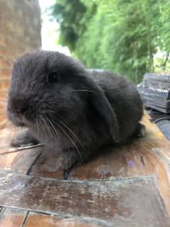 Holland lop Rabbits