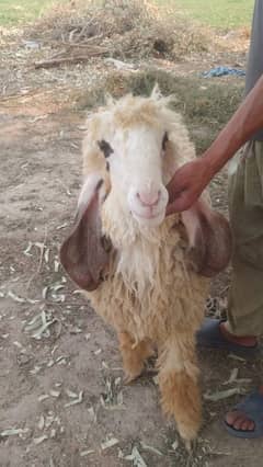 4 adad dumba for sale