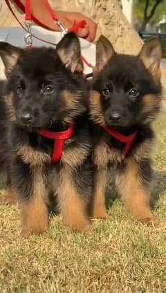 German shepherd puppies long coat my WhatsApp number 03001868066