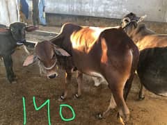 cattle
