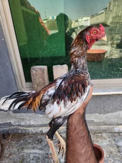 German Oh Shamo pattha