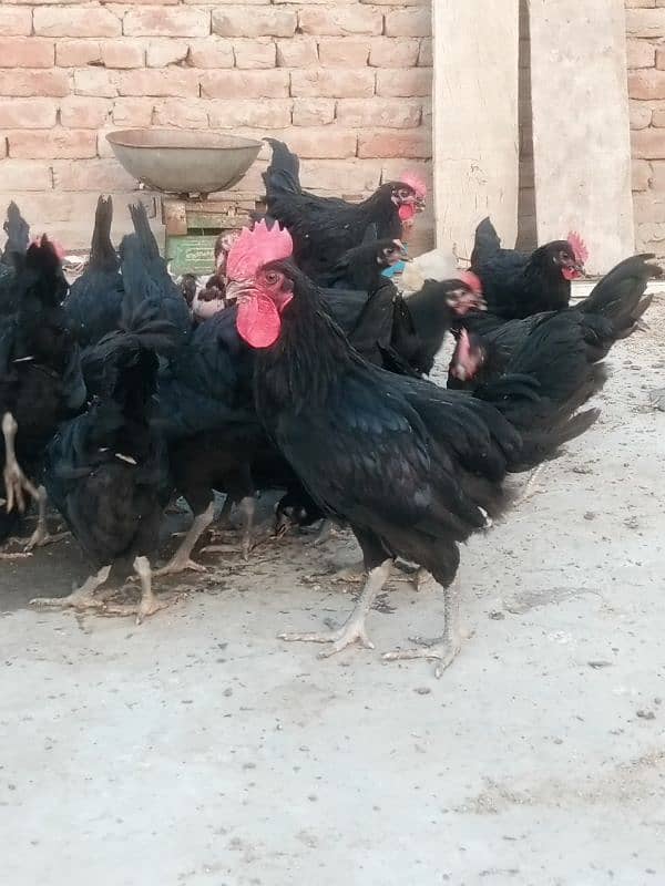 Asterloop chicks Sale Sale 0