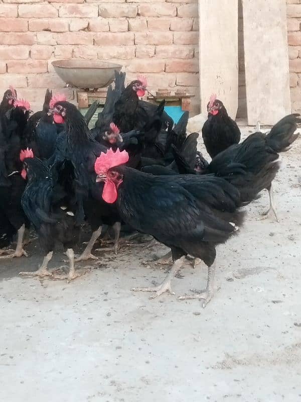 Asterloop chicks Sale Sale 1
