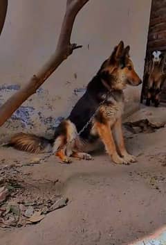 Alsatian baghyari full security female for sale location